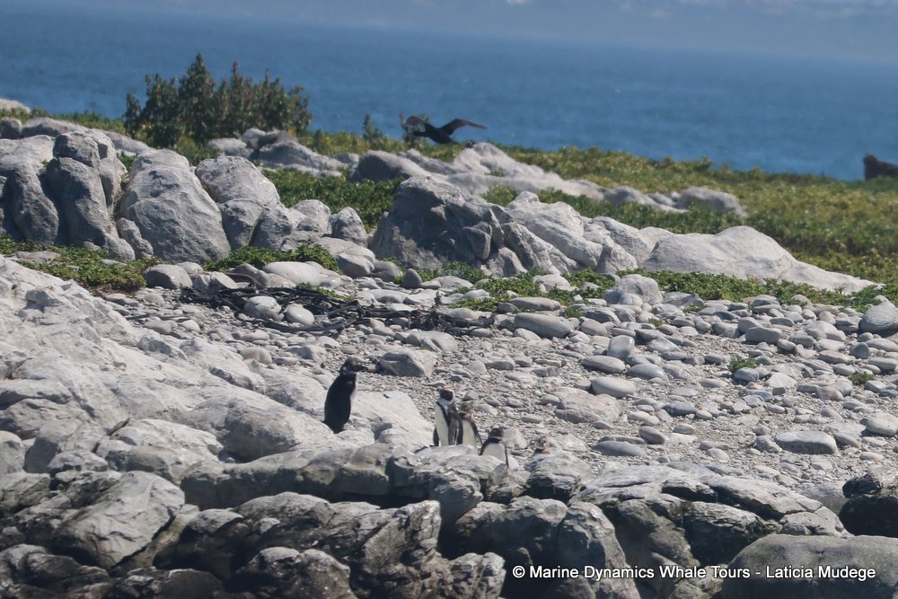 penguins, whale watching, gansbaai, south africa,