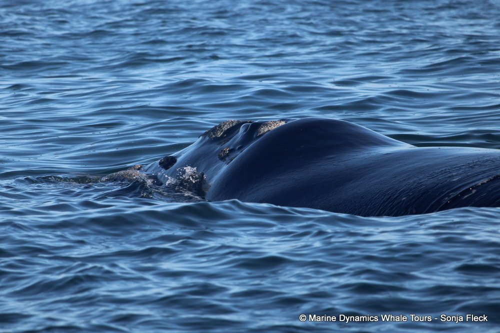 Southern right whale, whale watching, gansbaai, south africa,