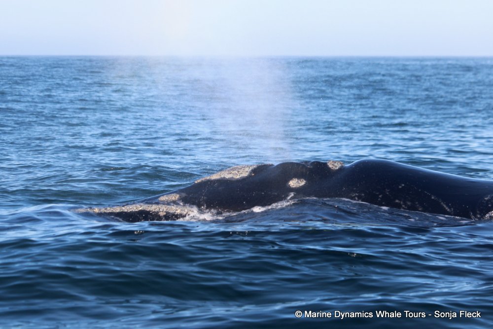 Southern right whale, whale watching, gansbaai, south africa,