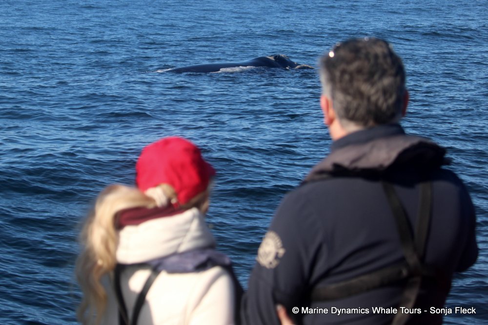 Southern right whale, whale watching, gansbaai, south africa,