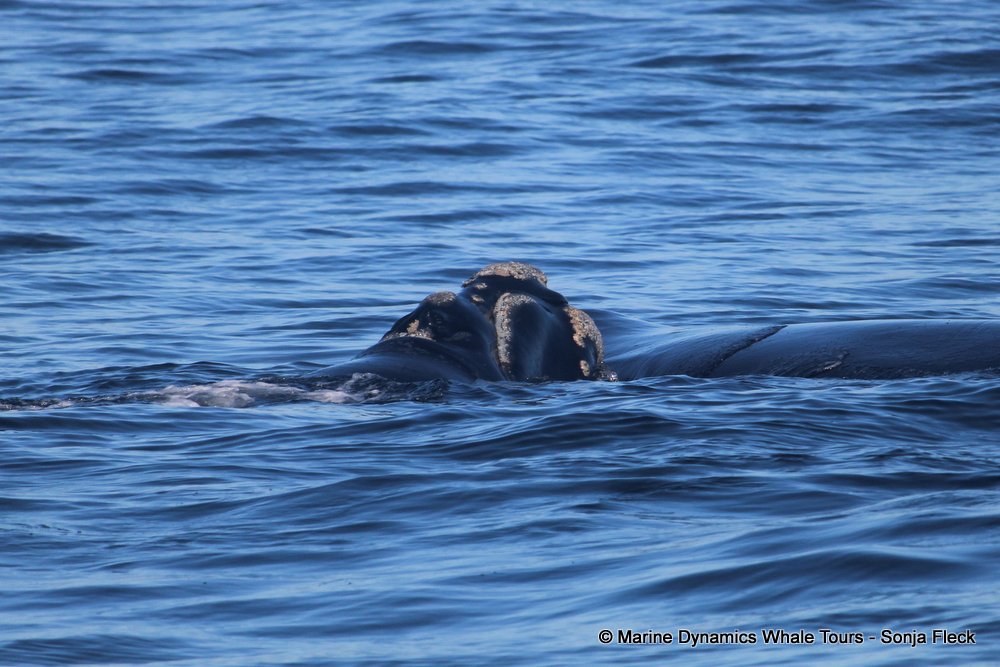 Southern right whale, whale watching, gansbaai, south africa,