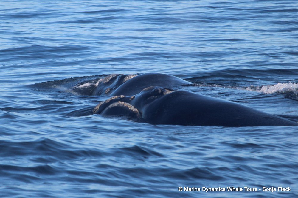 Southern right whale, whale watching, gansbaai, south africa,