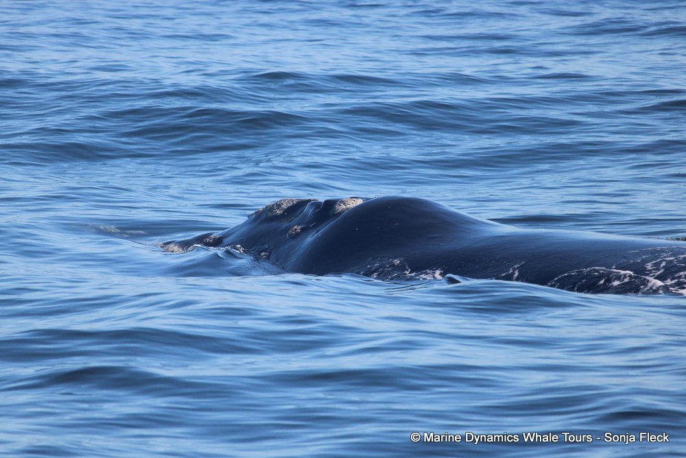 Southern right whale, whale watching, gansbaai, south africa,