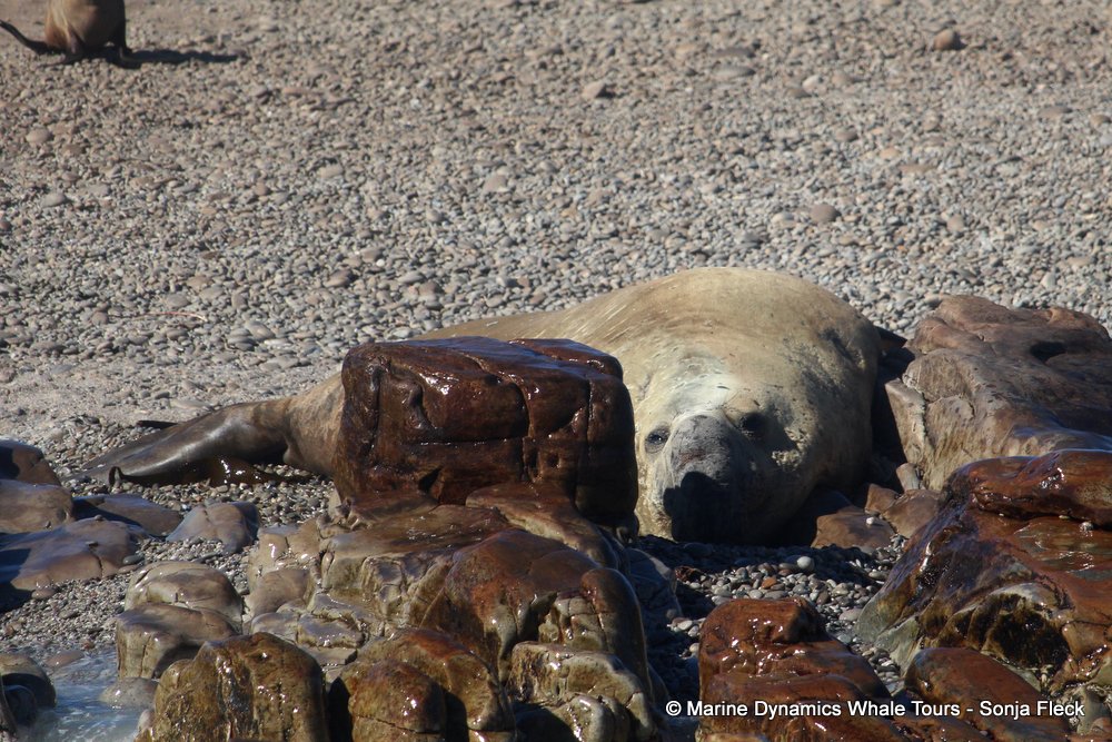 elephant seal, whale watching, gansbaai, south africa