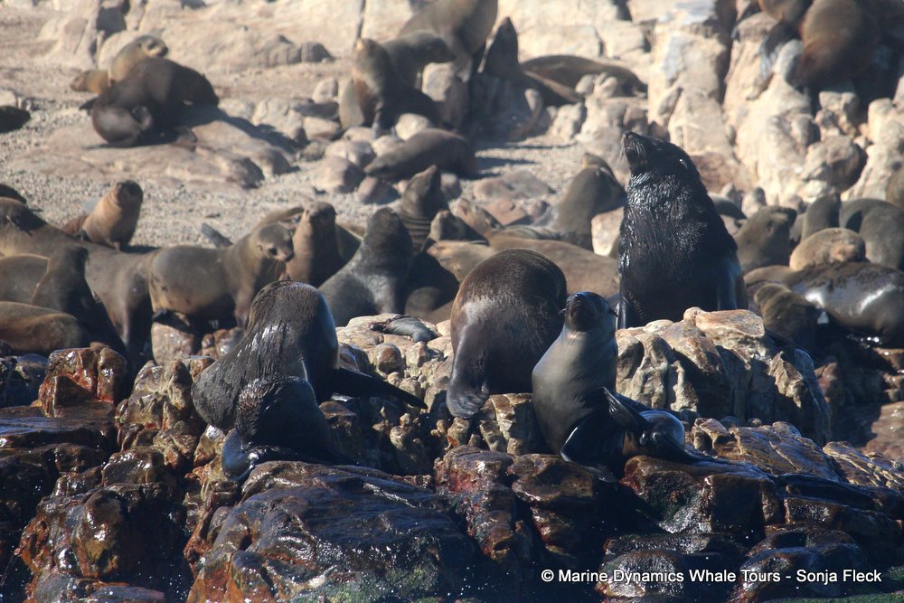 cape fur seal, whale watching, gansbaai, south africa