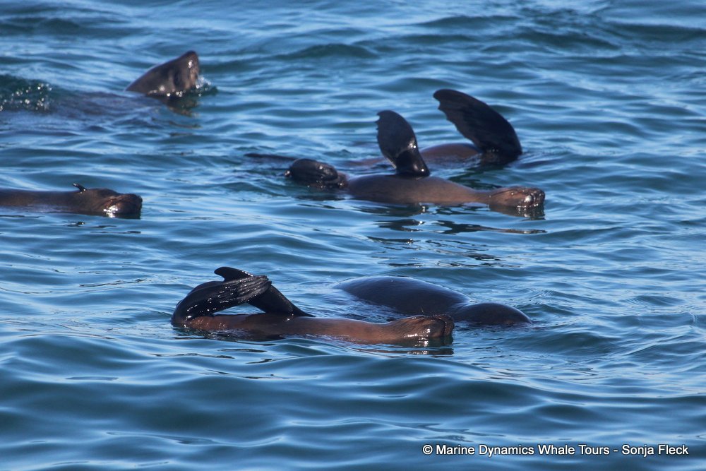 cape fur seal, whale watching, gansbaai, south africa