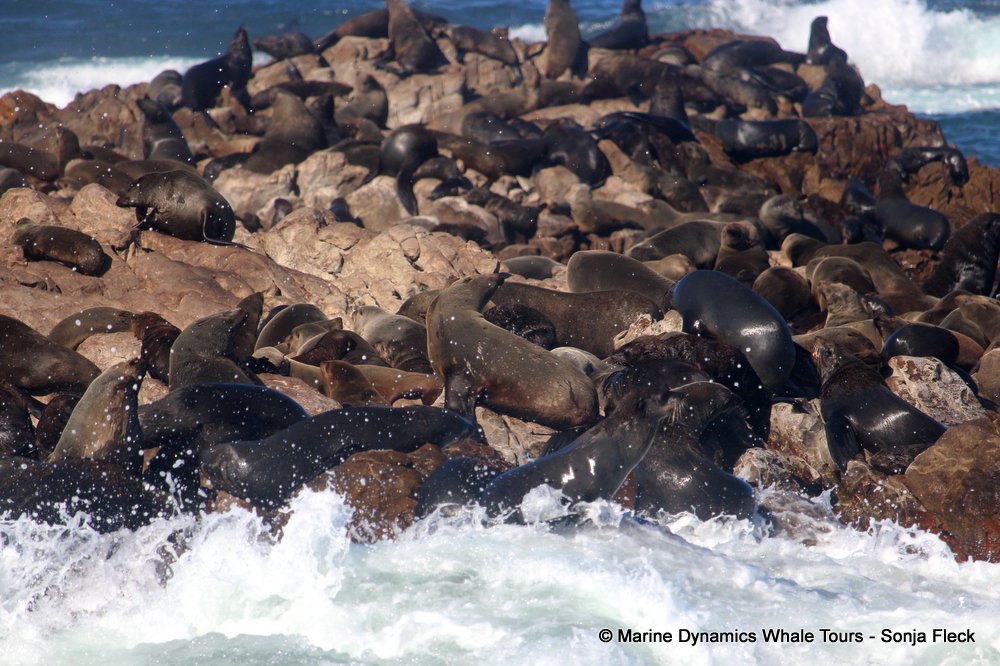 cape fur seal, whale watching, gansbaai, south africa