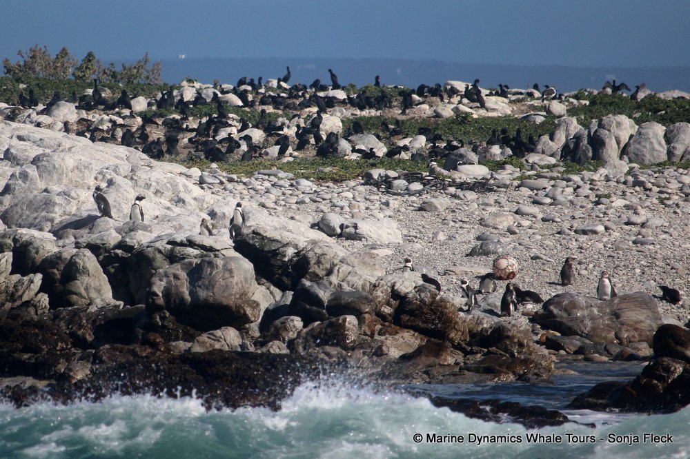 african penguin, whale watching, gansbaai, south africa