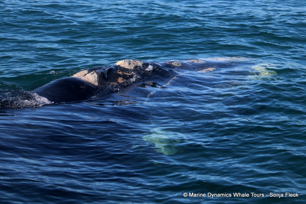 Southern right whale, whale watching, gansbaai, south africa,