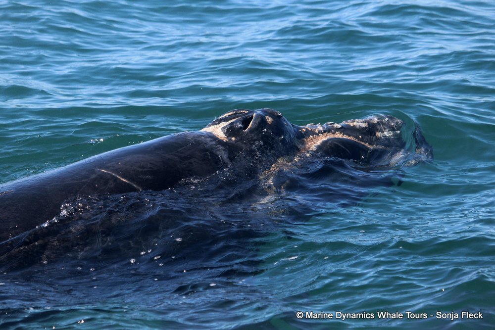 Southern right whale, whale watching, gansbaai, south africa,