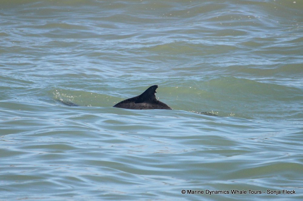 humpback dolphin , whale watching, gansbaai, south africa