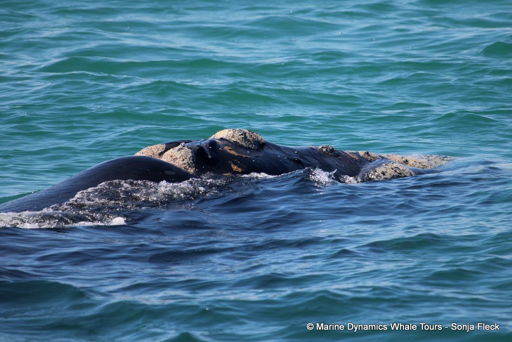 Southern right whale, whale watching, gansbaai, south africa,