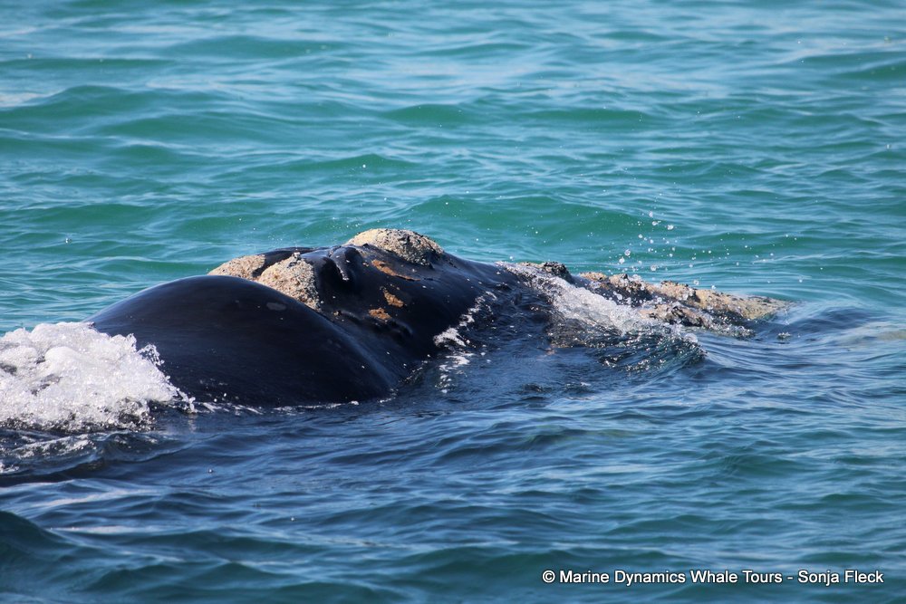 Southern right whale, whale watching, gansbaai, south africa,