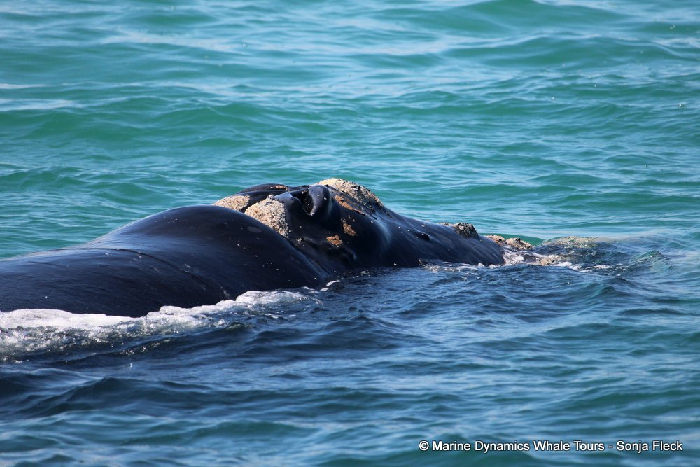 Southern right whale, whale watching, gansbaai, south africa,