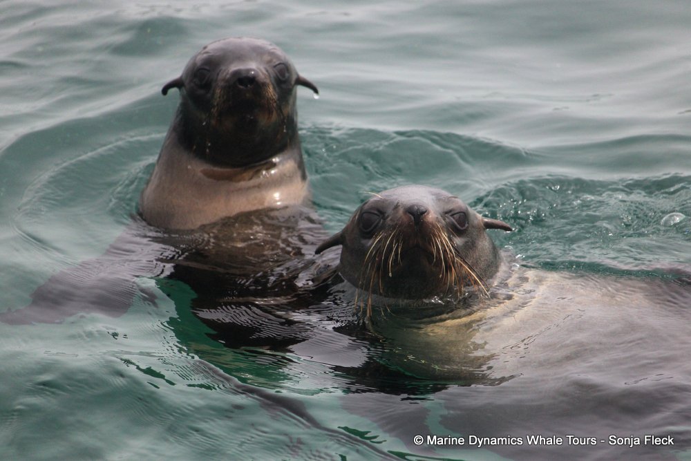 cape fur seal, whale watching, gansbaai, south africa