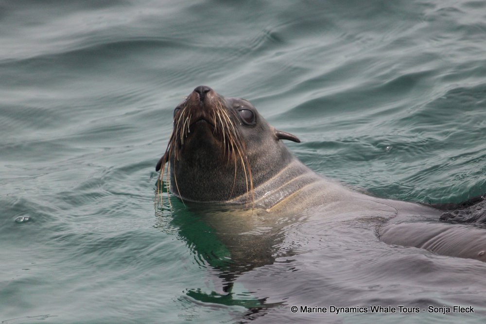 cape fur seal, whale watching, gansbaai, south africa