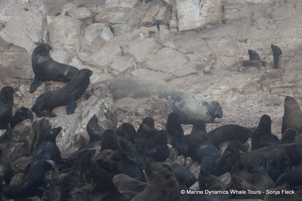 elephant seal, whale watching, gansbaai, south africa