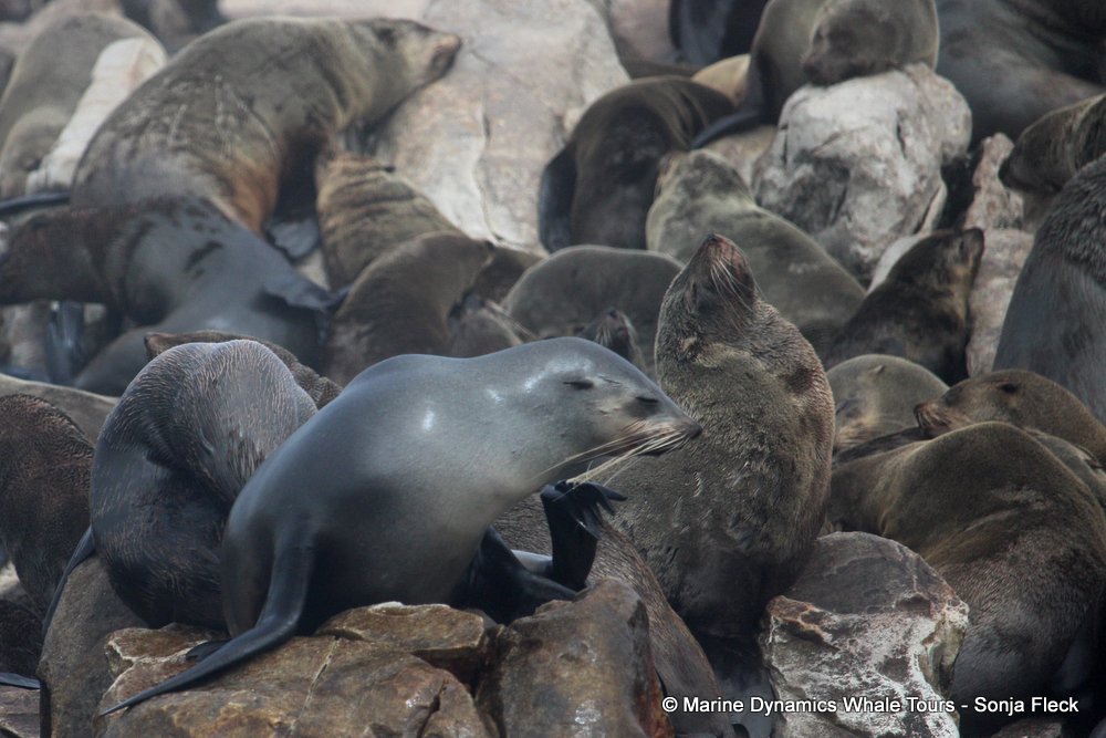 cape fur seal, whale watching, gansbaai, south africa