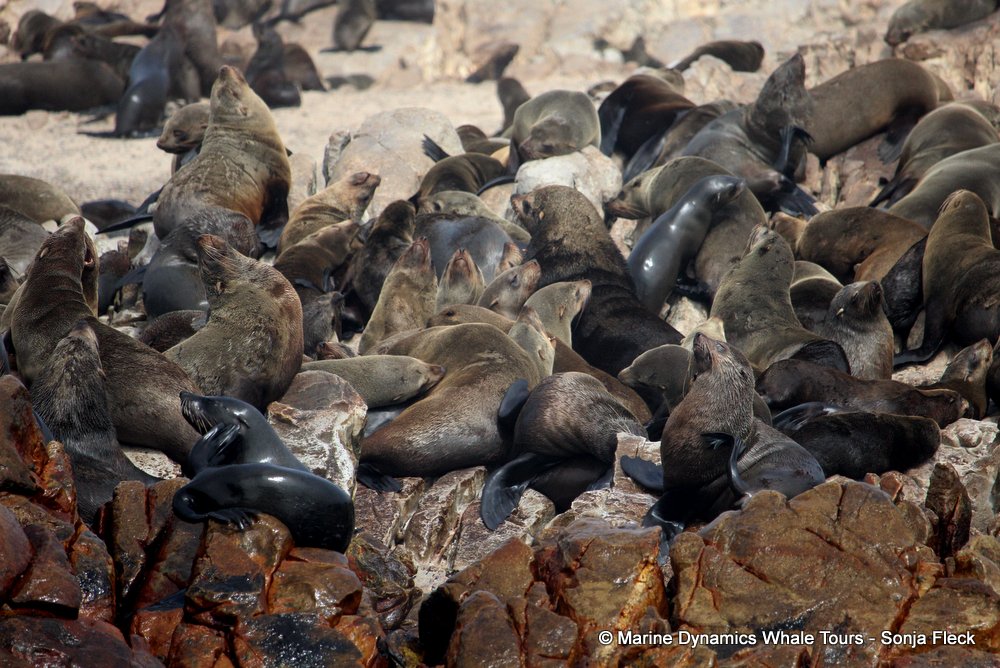 cape fur seal, whale watching, gansbaai, south africa