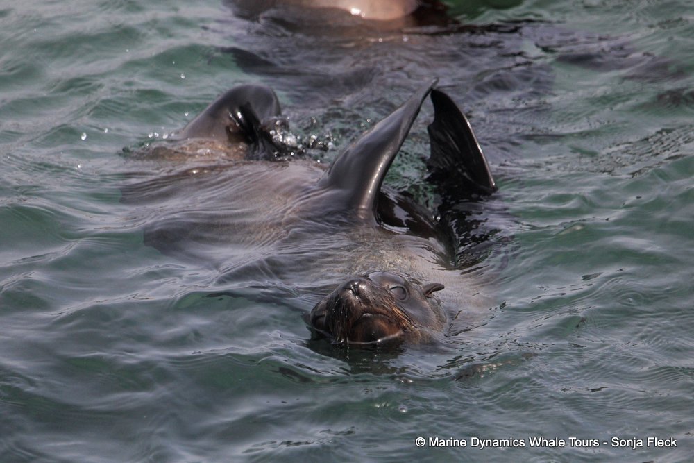 cape fur seal, whale watching, gansbaai, south africa