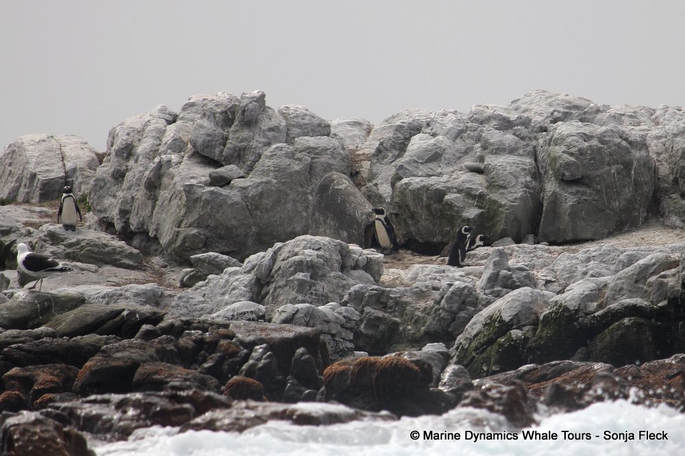 african penguin, whale watching, gansbaai, south africa