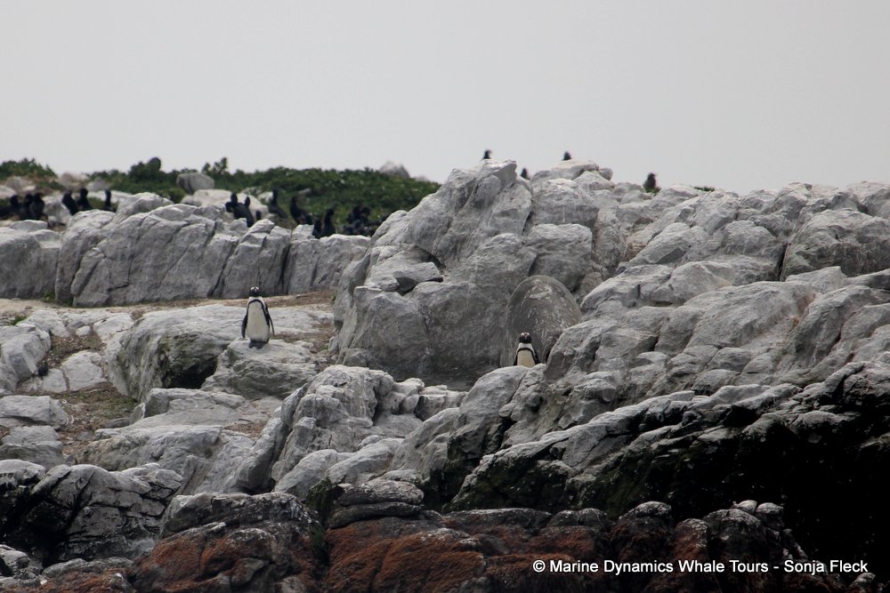 african penguin, whale watching, gansbaai, south africa