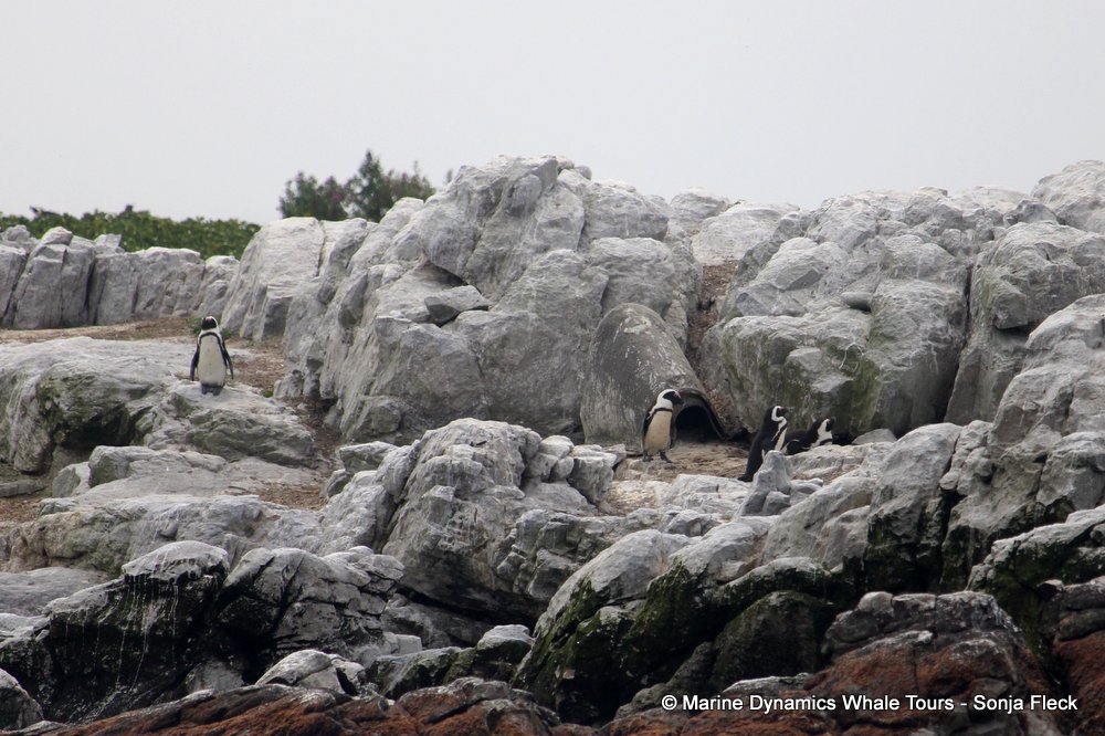african penguin, whale watching, gansbaai, south africa