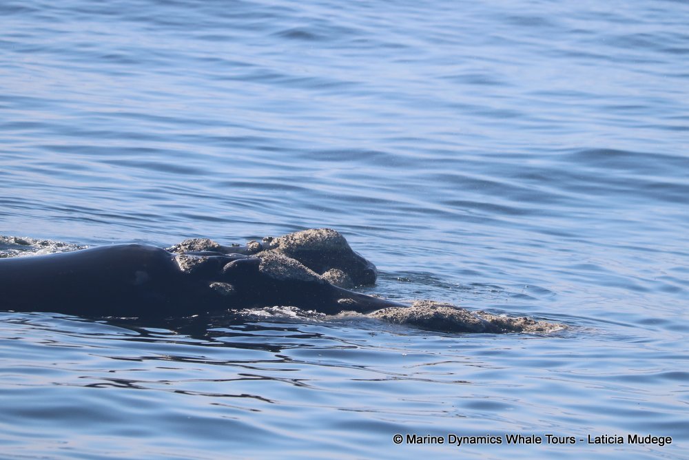 Southern right whale, whale watching, gansbaai, south africa,