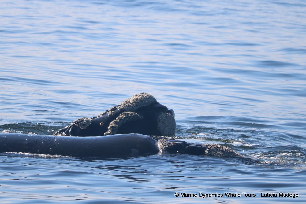 Southern right whale, whale watching, gansbaai, south africa,