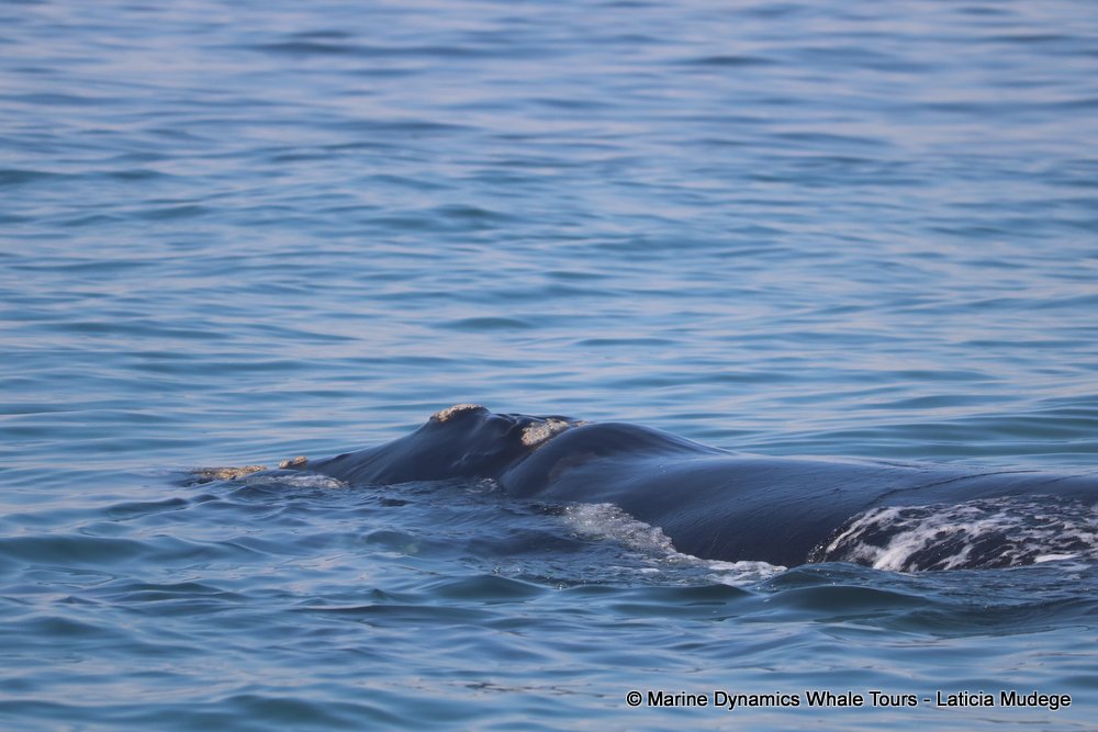 Southern right whale, whale watching, gansbaai, south africa,