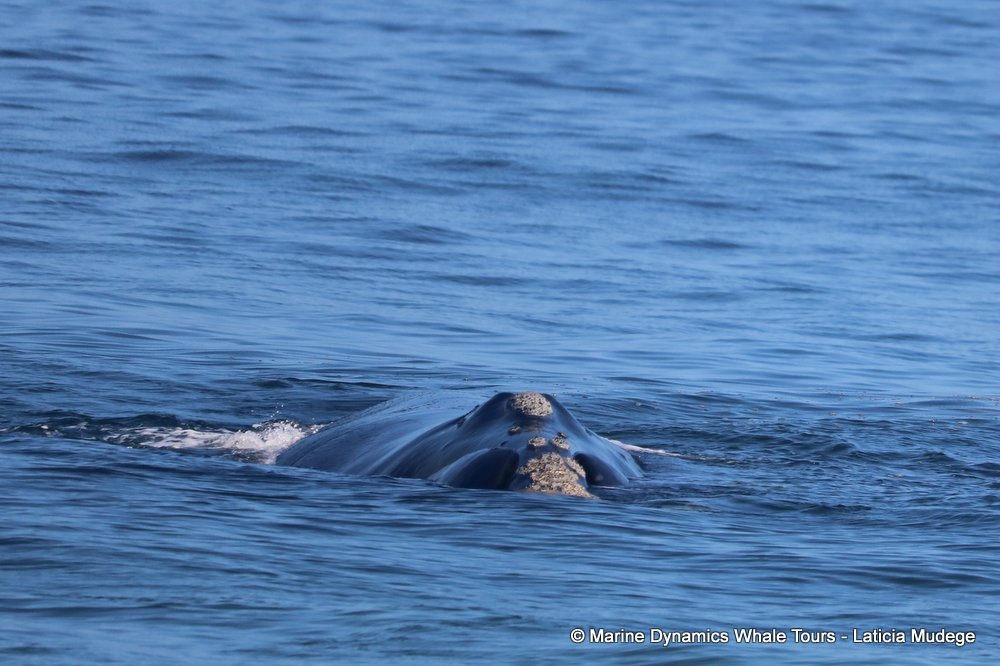 Southern right whale, whale watching, gansbaai, south africa,