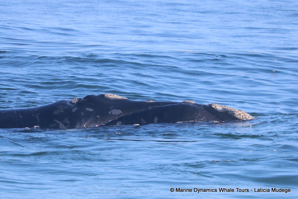 Southern right whale, whale watching, gansbaai, south africa,