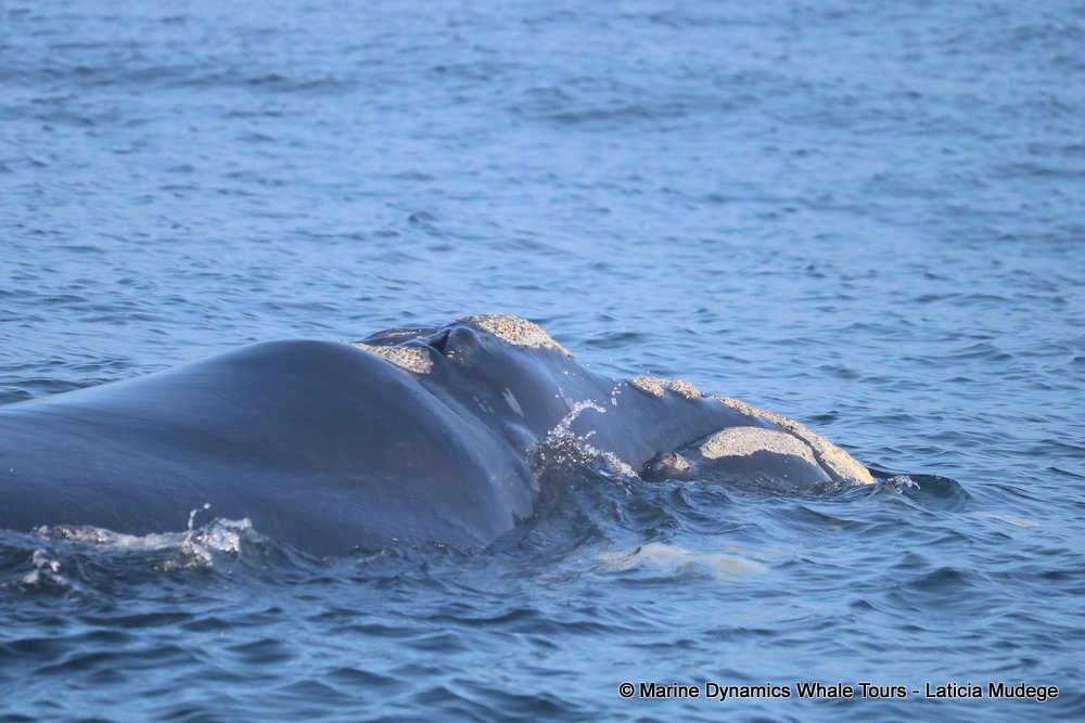 Southern right whale, whale watching, gansbaai, south africa,