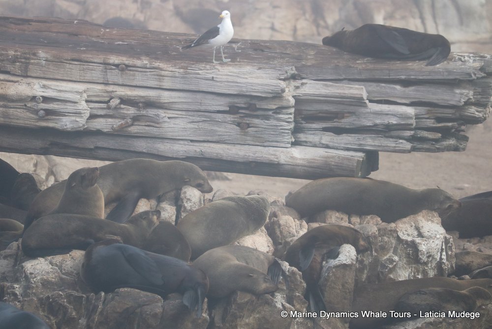 cape fur seal, whale watching, gansbaai, south africa