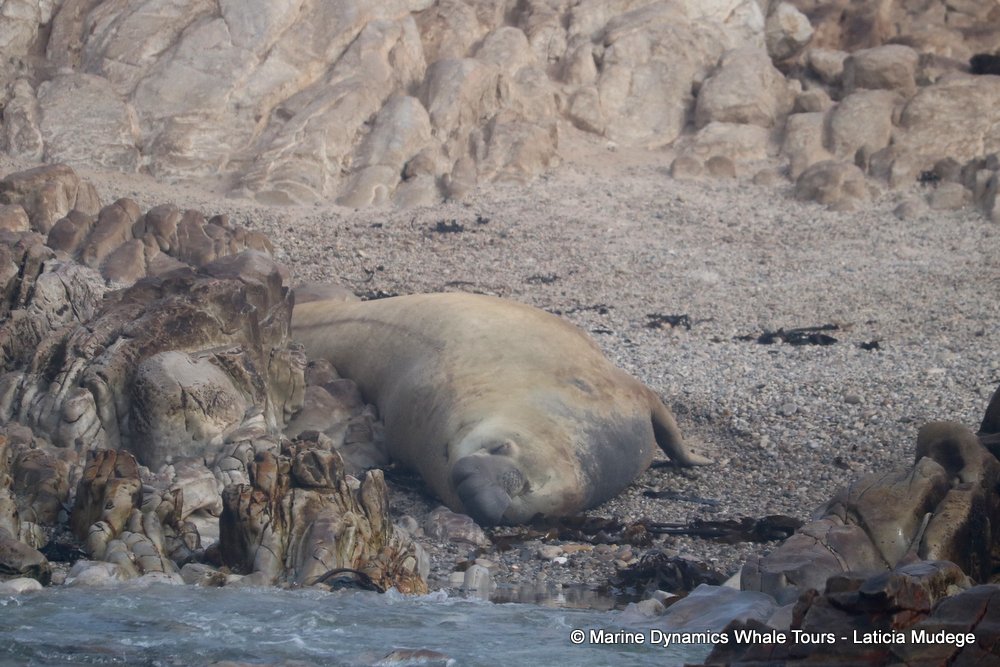 elephant seal, whale watching, gansbaai, south africa