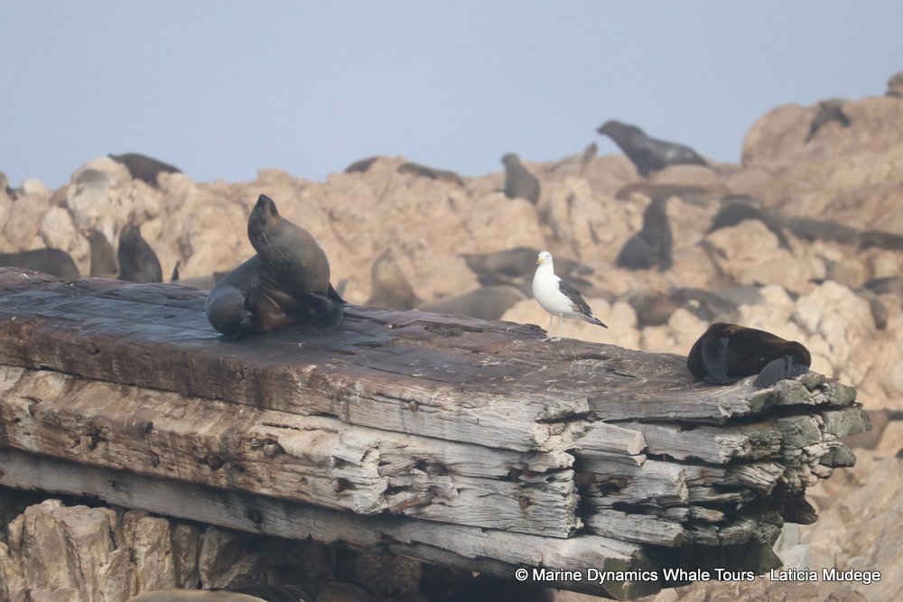 cape fur seal, whale watching, gansbaai, south africa