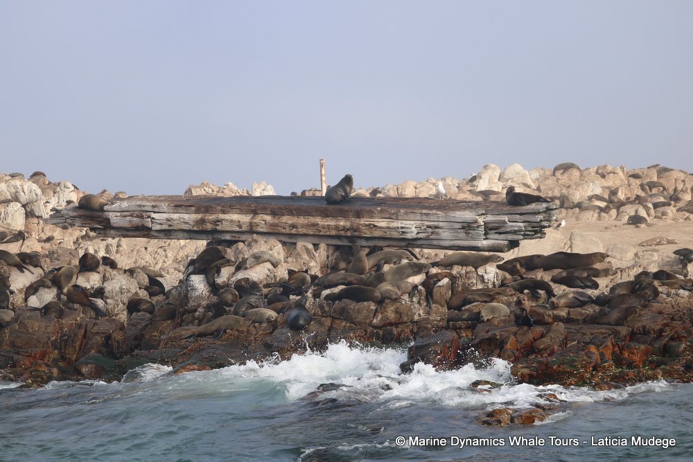 cape fur seal, whale watching, gansbaai, south africa