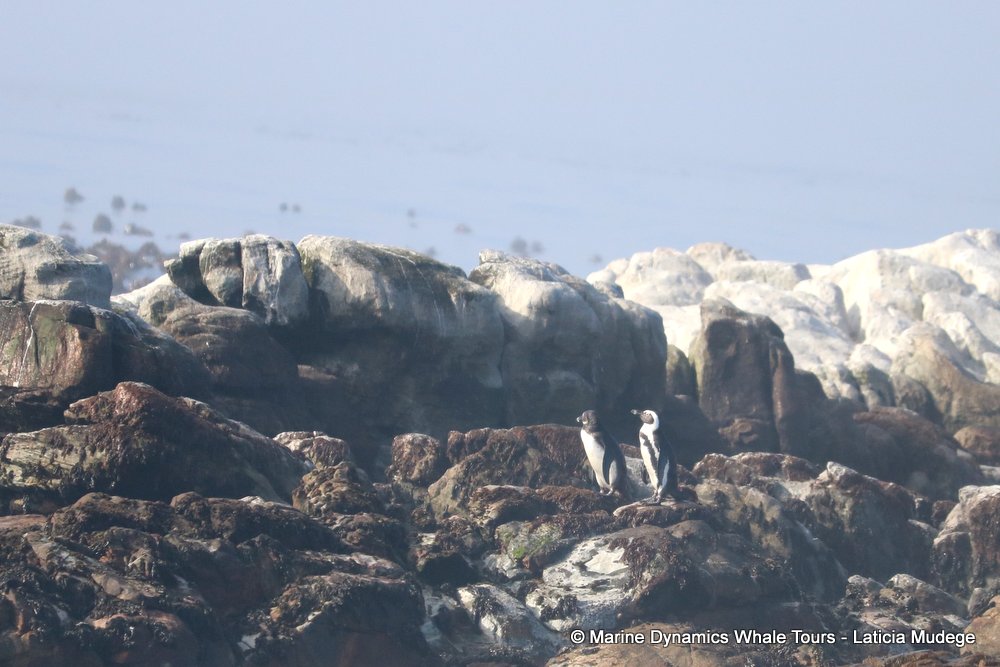 penguins, whale watching, gansbaai, south africa,
