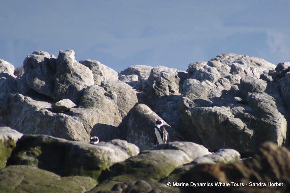 penguins, whale watching, gansbaai, south africa,