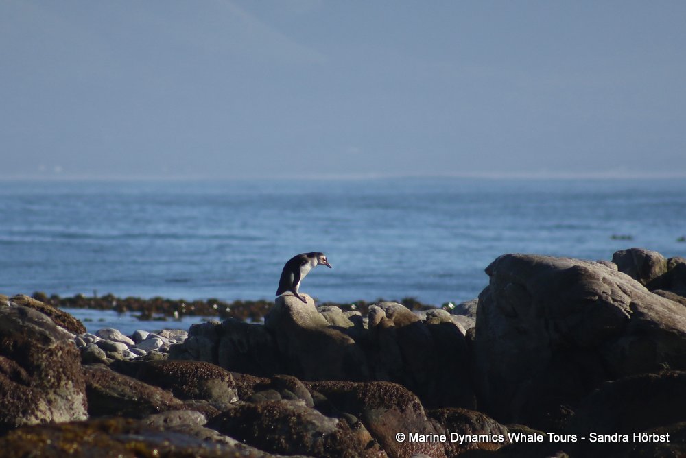 penguins, whale watching, gansbaai, south africa,