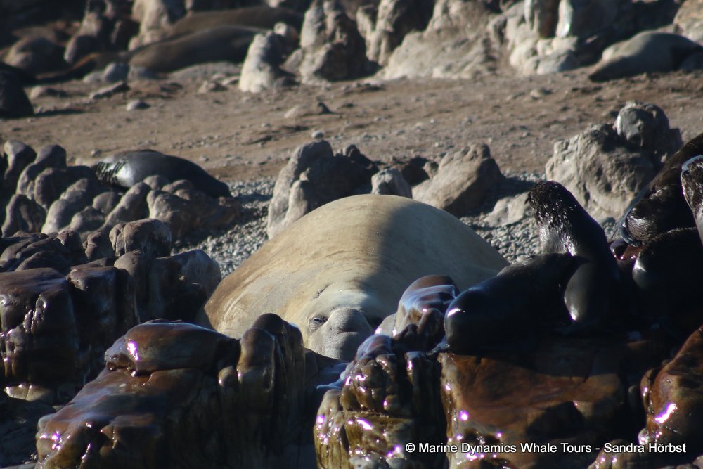 elephant seal, whale watching, gansbaai, south africa