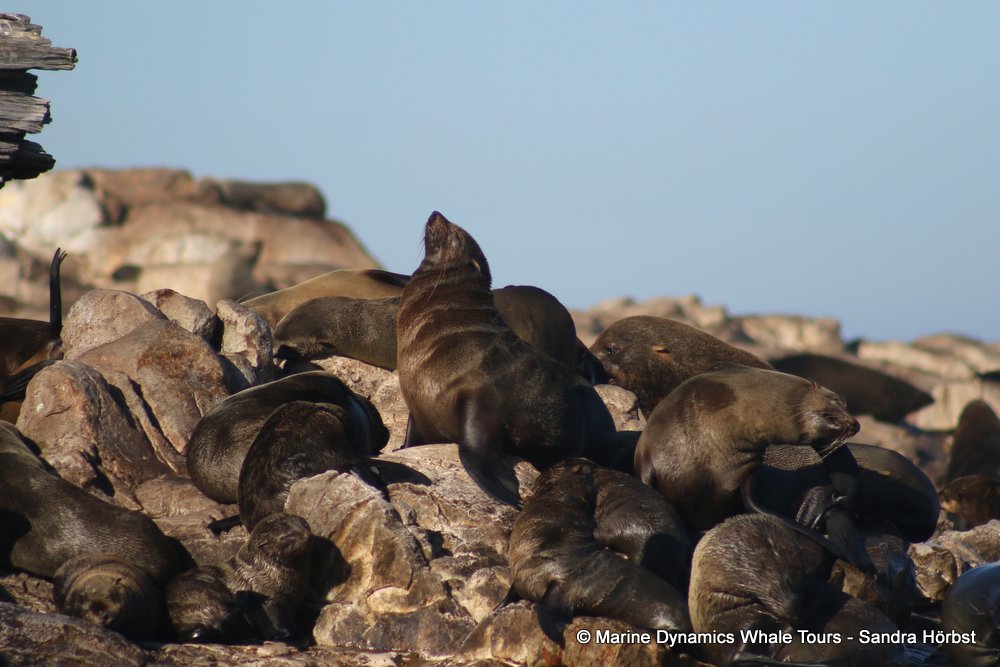 cape fur seal, whale watching, gansbaai, south africa