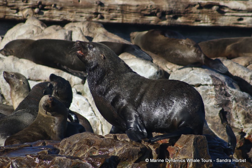 cape fur seal, whale watching, gansbaai, south africa