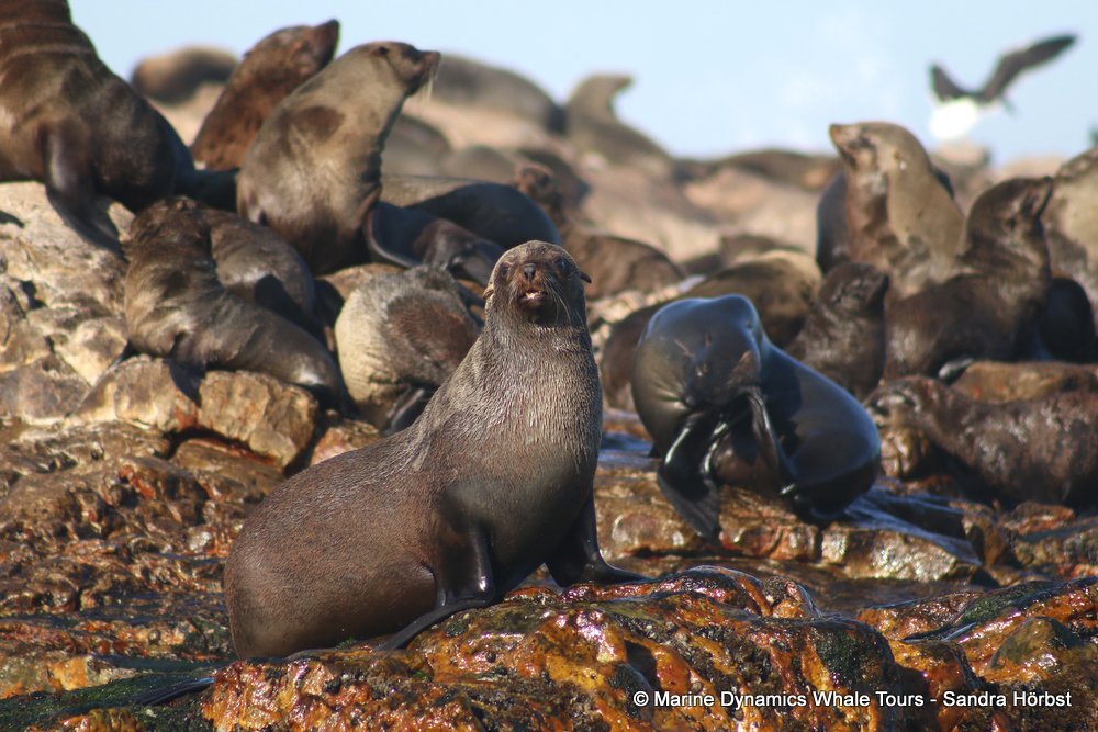 cape fur seal, whale watching, gansbaai, south africa