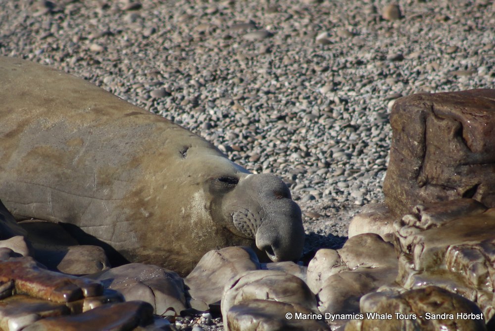 elephant seal, whale watching, gansbaai, south africa