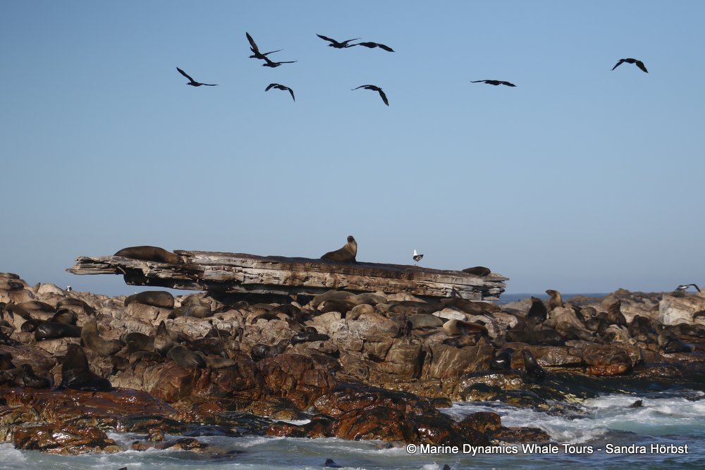 cape fur seal, whale watching, gansbaai, south africa