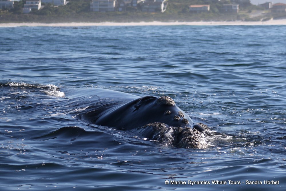 Southern right whale, whale watching, gansbaai, south africa,