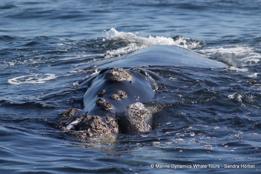 Southern right whale, whale watching, gansbaai, south africa,