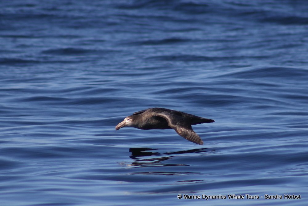 petrel, whale watching, gansbaai, south africa