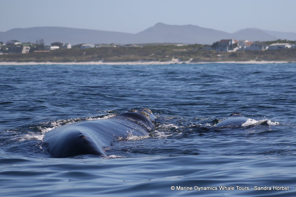 Southern right whale, whale watching, gansbaai, south africa,
